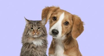 ¿Los gatos superan a los perros como mascotas? Aquí tienes 10 razones que podrían convencerte