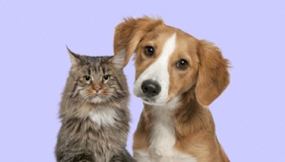 ¿Los gatos superan a los perros como mascotas? Aquí tienes 10 razones que podrían convencerte