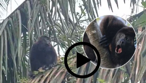VIDEO: Monos aulladores sorprenden a pobladores en San Juan Evangelista