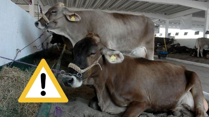 Gusano Barrenador de Ganado: gobierno federal activa Emergencia de Sanidad en Veracruz y 31 estados