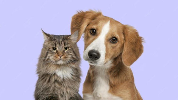 ¿Los gatos superan a los perros como mascotas? Aquí tienes 10 razones que podrían convencerte