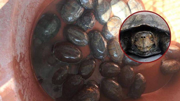 Hallan tortugas ocultas en Celaya; detienen obra ferroviaria para cuidarlas