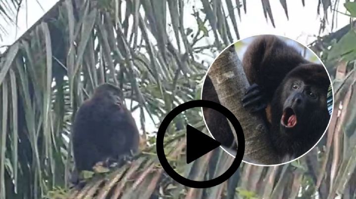 VIDEO: Monos aulladores sorprenden a pobladores en San Juan Evangelista