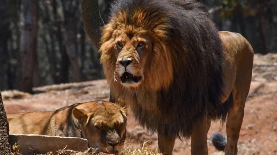 El último fin de semana de noviembre los leones mataron a un avestruz que cayó su hábitat en el Zoológico de León