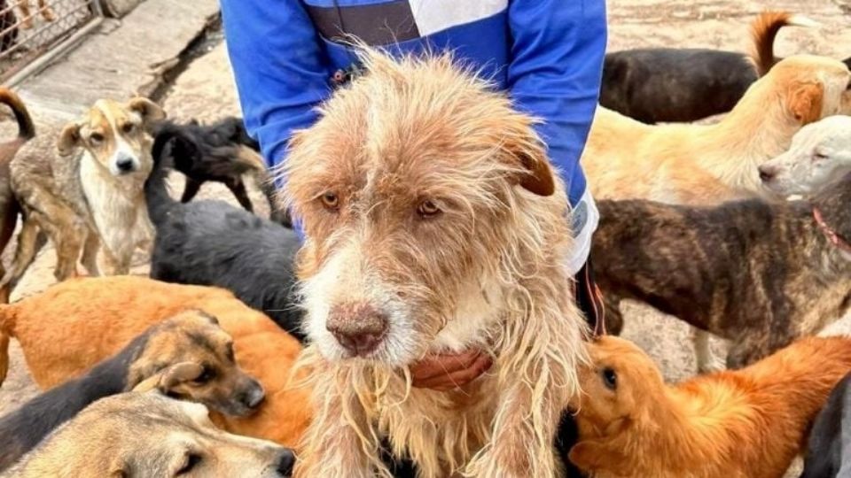 Tribunal frena desalojo en Santa Fe y ordena devolver refugio para perros y gatos