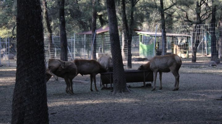 Se busca nuevo director para el Zoológico de León