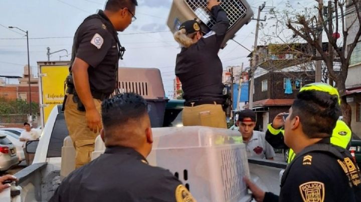Brigada de Vigilancia Animal de la CDMX rescata más de 1,600 animales en 2025