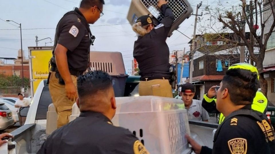 La BVA brindó 705 atenciones por maltrato animal, incluyendo 275 a perros, 198 a felinos y 232 a aves de granja