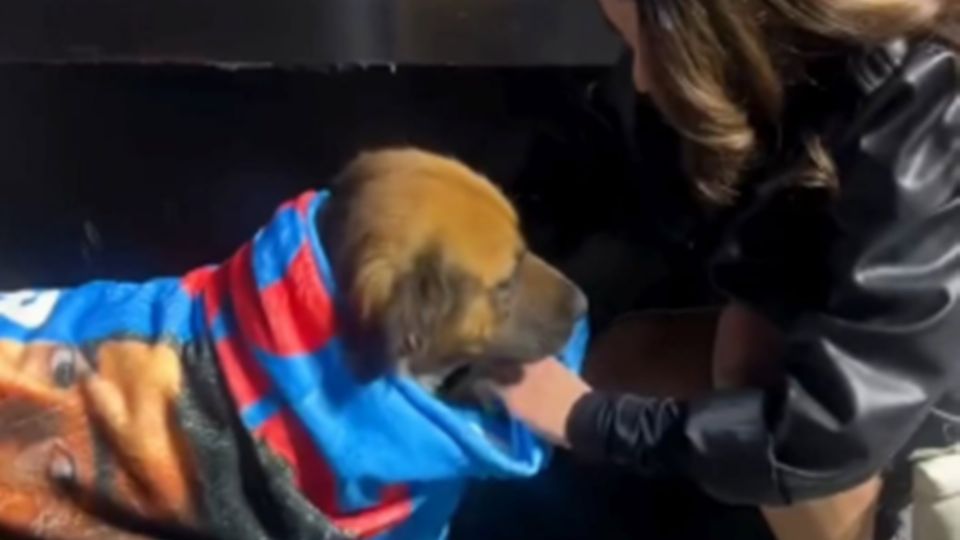 Con la cobija de Bad Bunny no se hicieron esperar