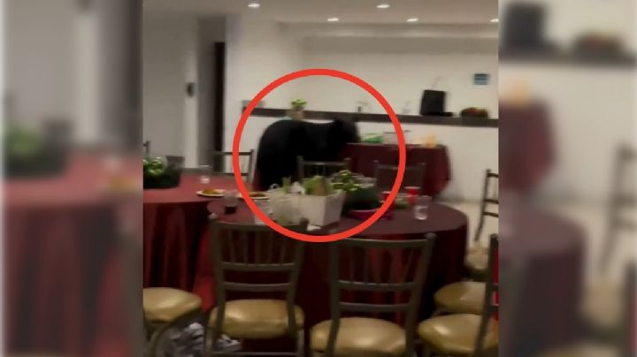 Oso negro sorprende a asistentes de cena navideña en Nuevo León y se come los postres