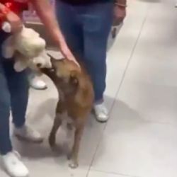 Perro “roba” peluche en tienda y clientes hacen coperacha para comprárselo | VIDEO