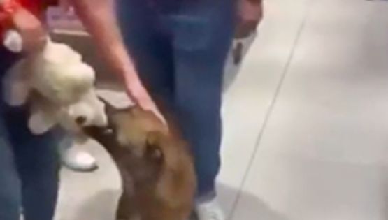 Perro “roba” peluche en tienda y clientes hacen coperacha para comprárselo | VIDEO