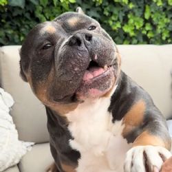 Muere Raffie, el bulldog que se ganó el cariño de millones en TikTok e Instagram en trágico incidente