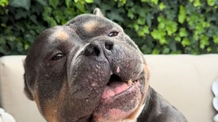 Muere Raffie, el bulldog que se ganó el cariño de millones en TikTok e Instagram en trágico incidente