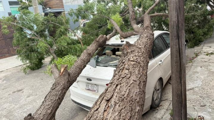 Frente frío 25 provoca cortes de energía, caída de arboles y caos vial en Tamaulipas