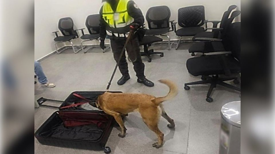Con ayuda de un binomio canino, la Guardia Nacional aseguró las sustancias que eran trasladadas en una maleta