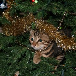 Cómo evitar que tu gato tire el árbol de Navidad: recomendaciones de un experto