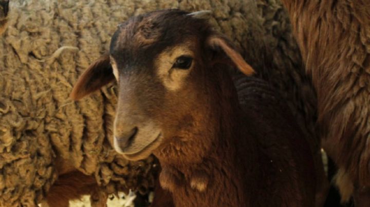 Jauría de perros ataca a 24 borregos en el Zoológico de León