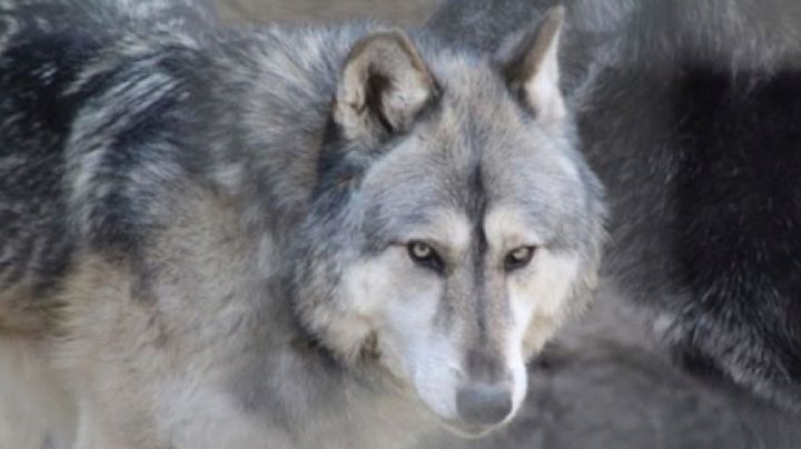 Dejaron la puerta abierta y se escaparon los lobos en el Zoológico de León