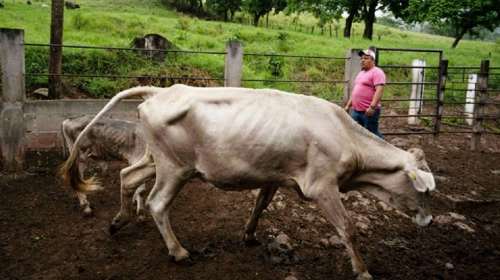 Estados Unidos presiona a México por medidas contra el gusano barrenador, afirma experto