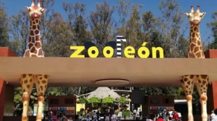 Están mal cuidados y mal alimentados los animales del Zoológico de León, señala diputado