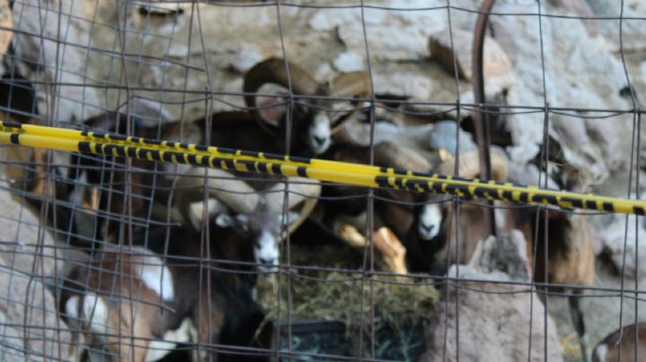 ¿Por dónde entró la jauría que atacó a los borregos en el Zoológico de León?