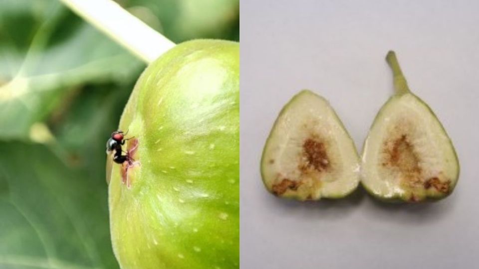 La plaga de moscas que acecha a productores de higo en Tatatila, Veracruz