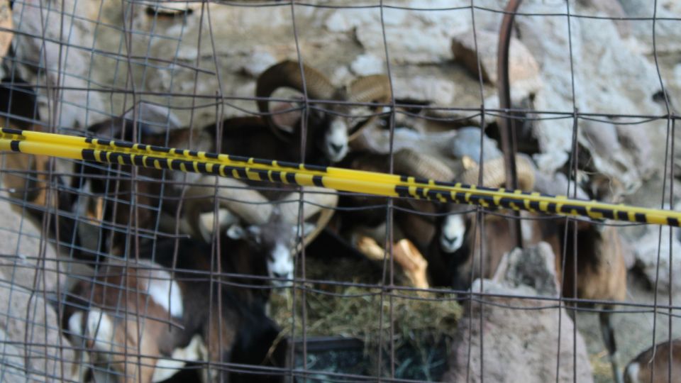 Ataque en el Zoológico de León Guanajuato