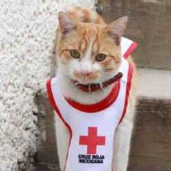 La tragedia detrás de Cruzberto, el gato rescatado por la Cruz Roja