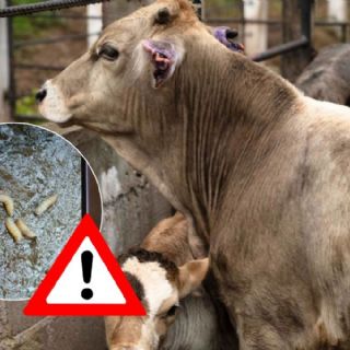 Embajada de EU pide reportar casos de gusano barrenador en México