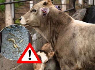 Por esto, el sur de Veracruz no pueden mandar ganado temporalmente a Nuevo León