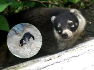 VIDEO: Captan a coatíes subiendo el Cerro del Borrego