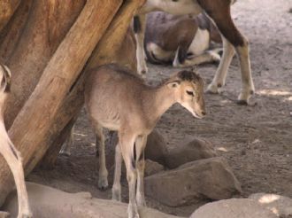 Capturan a 4 perros asesinos de los 24 borregos del Zoológico de León