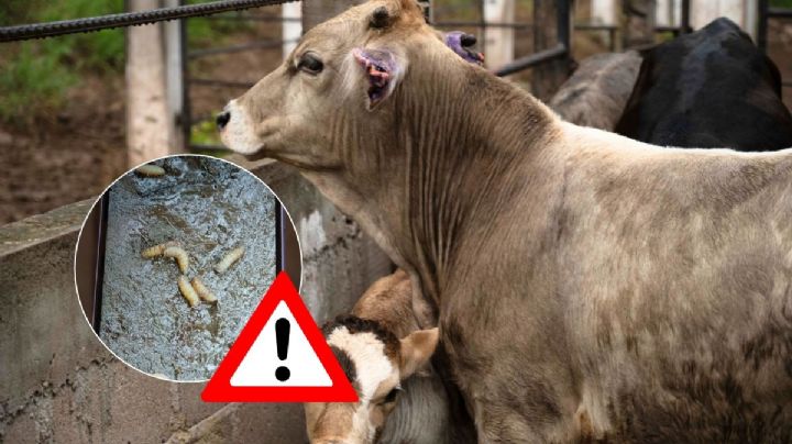 Gusano Barrenador: detectan caso en Nuevo León por animal del sur de Veracruz