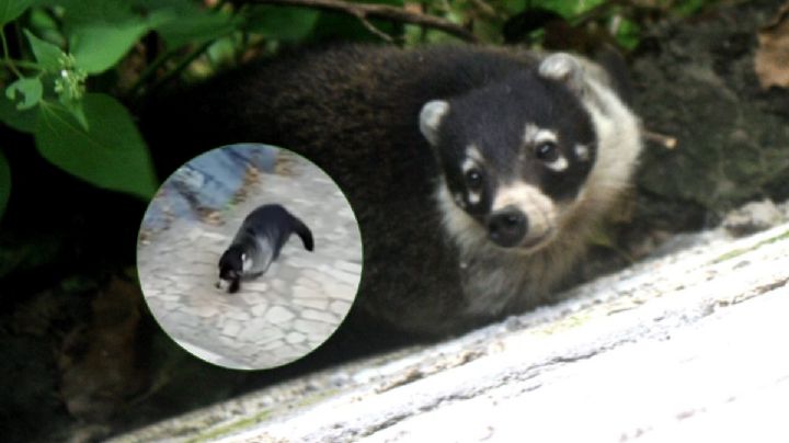 VIDEO: Captan a par de coatíes subiendo el Cerro del Borrego