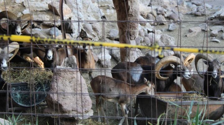 Cada borrego muflón muerto del Zoológico de León costaba 25,000 pesos