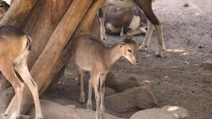 Capturan a 4 perros asesinos de los 24 borregos del Zoológico de León