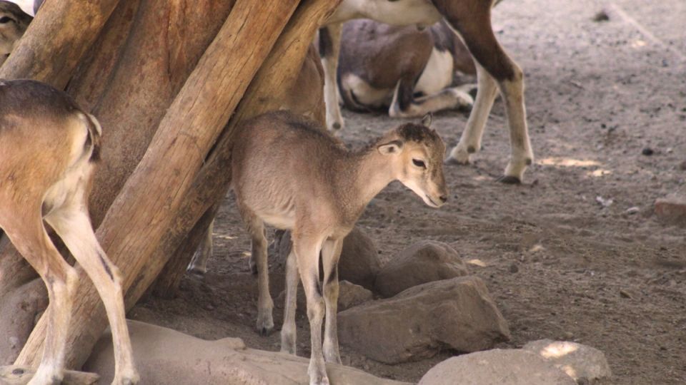 Cría de borrego muflón, en el Zoologico de León.