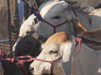 Oaxaca en alertan por gusano barrenador; hay dos casos de miasis en humanos