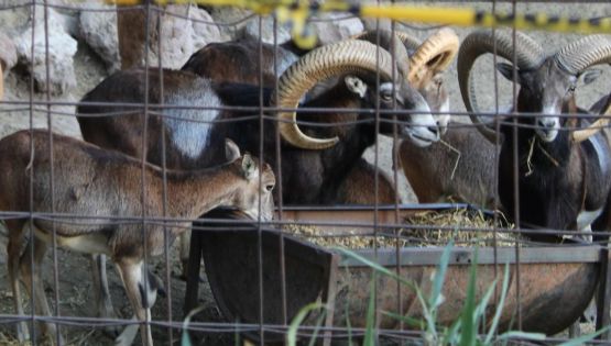 “No se nos hace normal esa situación”: director del Zoológico de León