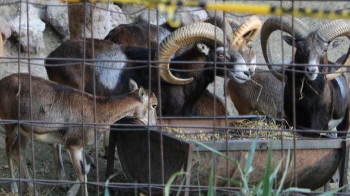 “No se nos hace normal esa situación”: director del Zoológico de León