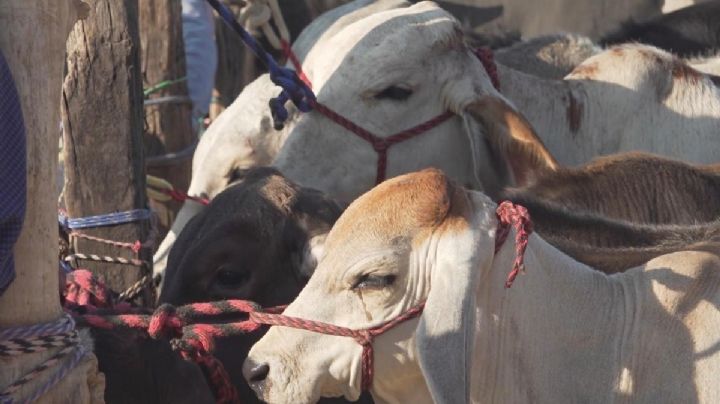 Oaxaca: ganaderos alertan por alza de gusano barrenador; confirman dos casos de miasis en humanos