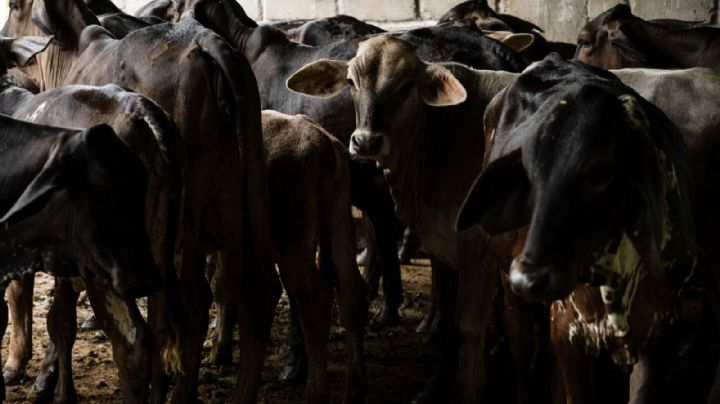 El gusano barrenador no entiende de leyes