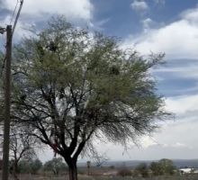Los únicos árboles donde "florece" la basura