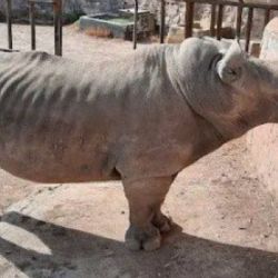 Un rinoceronte flaco hasta las costillas sobrevive en el Zoo León