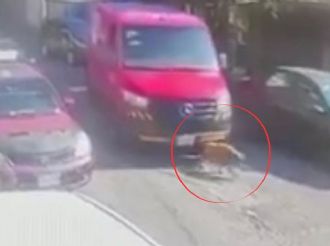 Chofer repatidor atropella y mata a perrito en Edomex; vecinos piden justicia