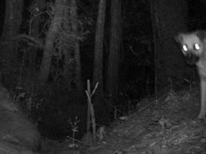 ¿Cómo son los perros ferales que devoraron a los borregos del zoológico de León?