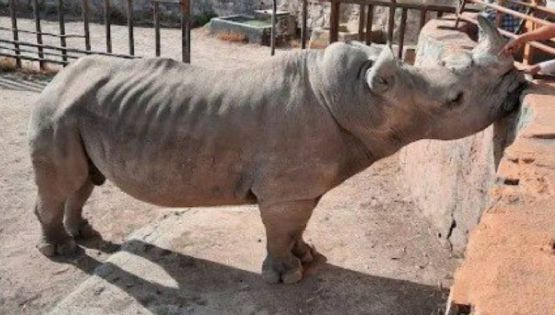 Un rinoceronte flaco hasta las costillas sobrevive en el Zoo León