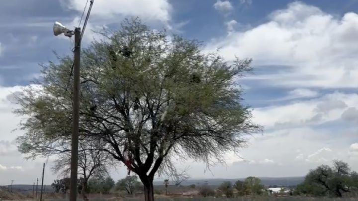 Los únicos árboles donde "florece" la basura