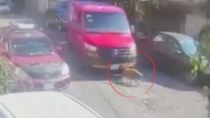 Chofer repatidor atropella y mata a perrito en Edomex; vecinos piden justicia